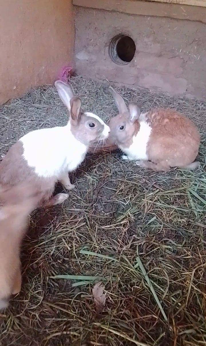 rabbits 0