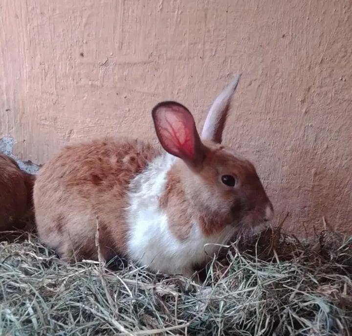 rabbits 1