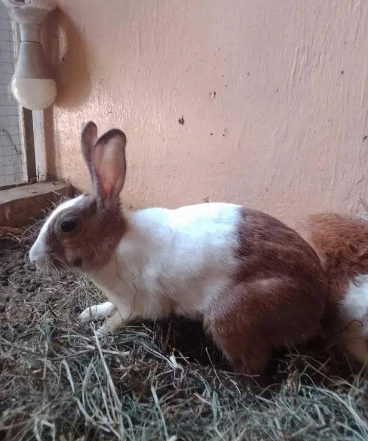 rabbits 2