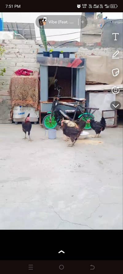 1 male 5 female