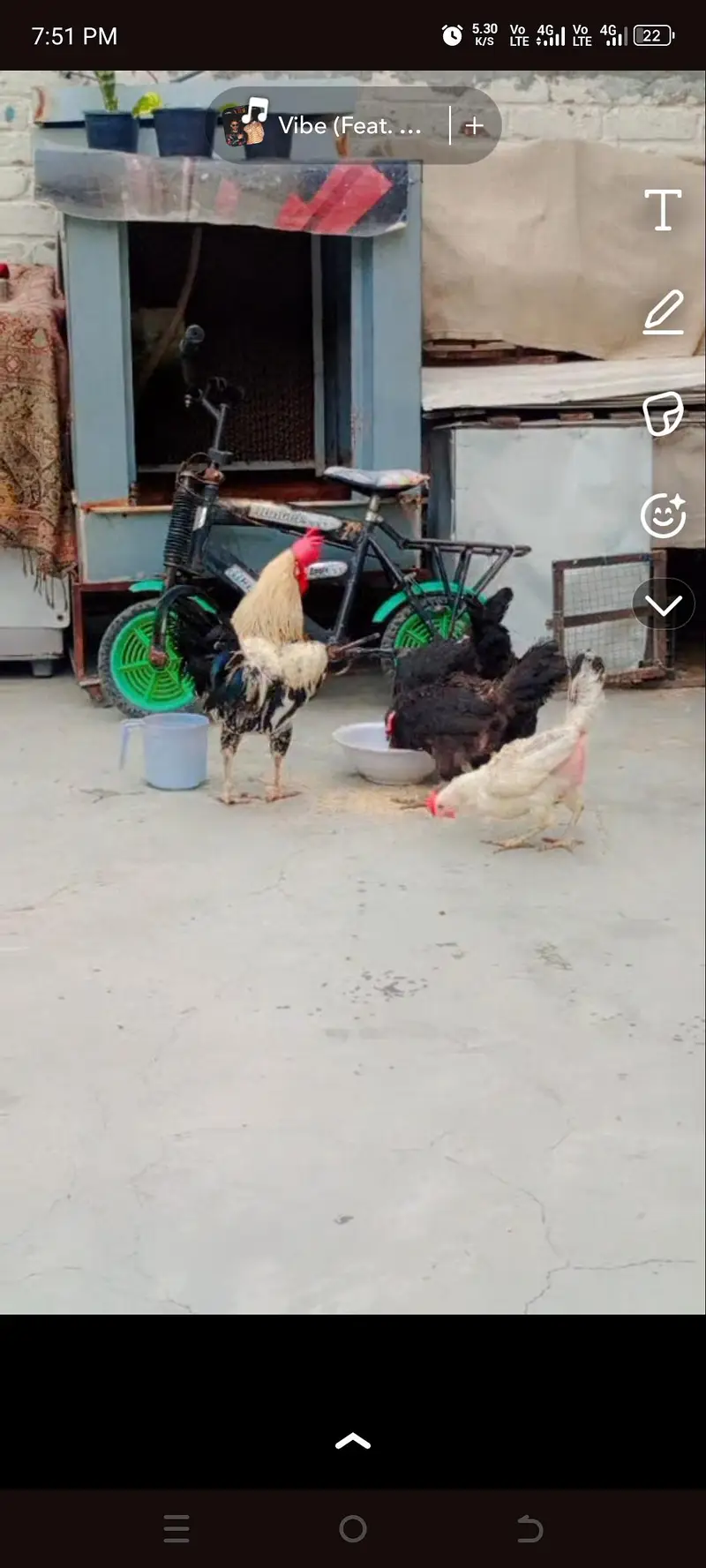 1 male 5 female — photo 2