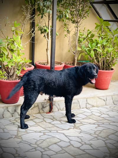 Labrador 8 month Dog For sale