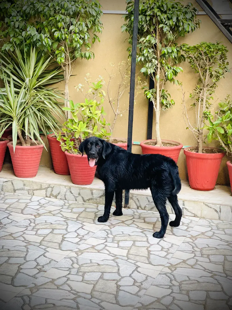 Labrador 8 month Dog For sale — photo 2