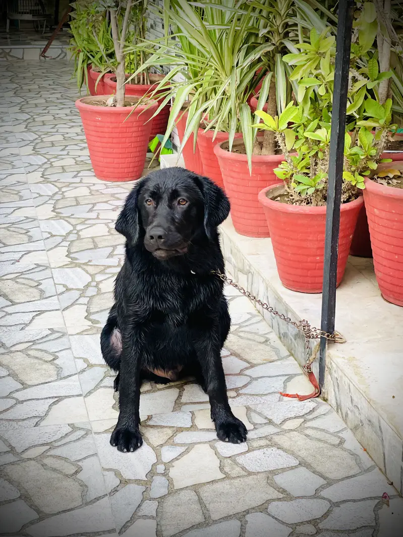 Labrador 8 month Dog For sale — photo 3