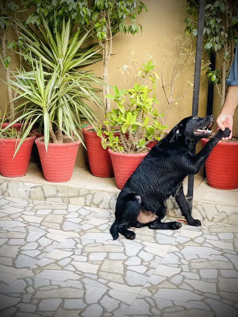 Labrador 8 month Dog For sale — photo 4