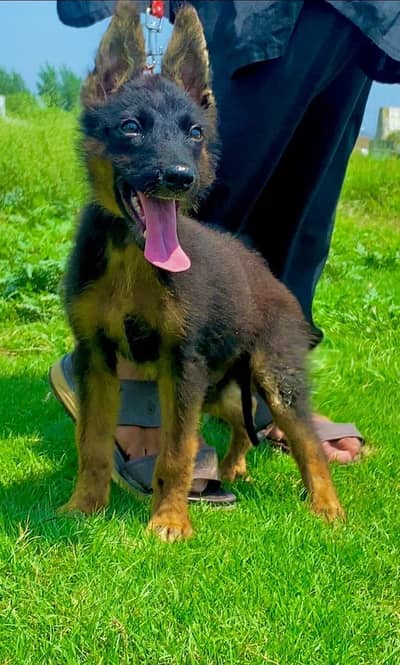 German Shepherd long coat 3month male and female for sale