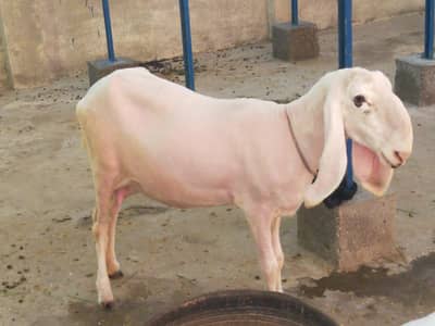 female sheep