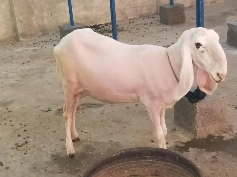 female sheep — photo 2