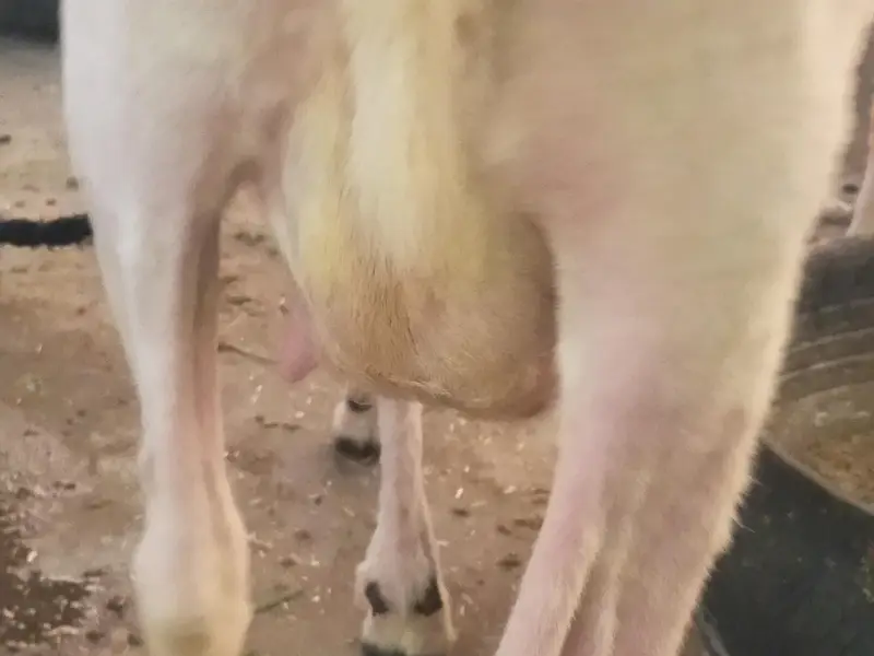 female sheep — photo 3