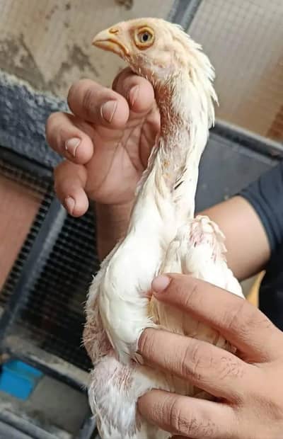 Excellent Quality Aseel chicks