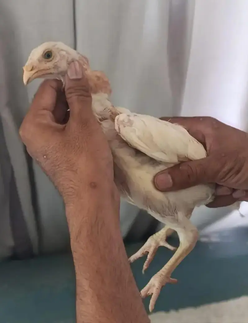 Excellent Quality Aseel chicks — photo 2