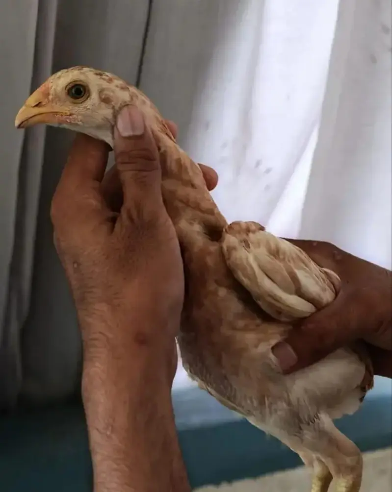 Excellent Quality Aseel chicks — photo 3