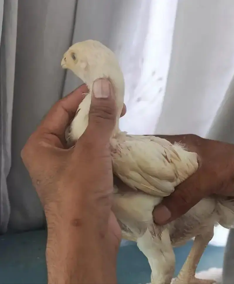 Excellent Quality Aseel chicks — photo 4