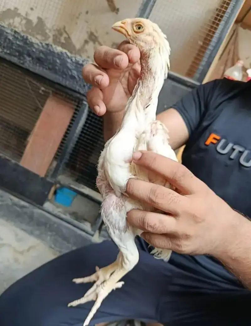 Excellent Quality Aseel chicks — photo 5