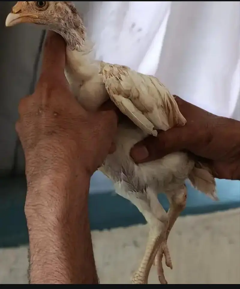 Excellent Quality Aseel chicks — photo 6