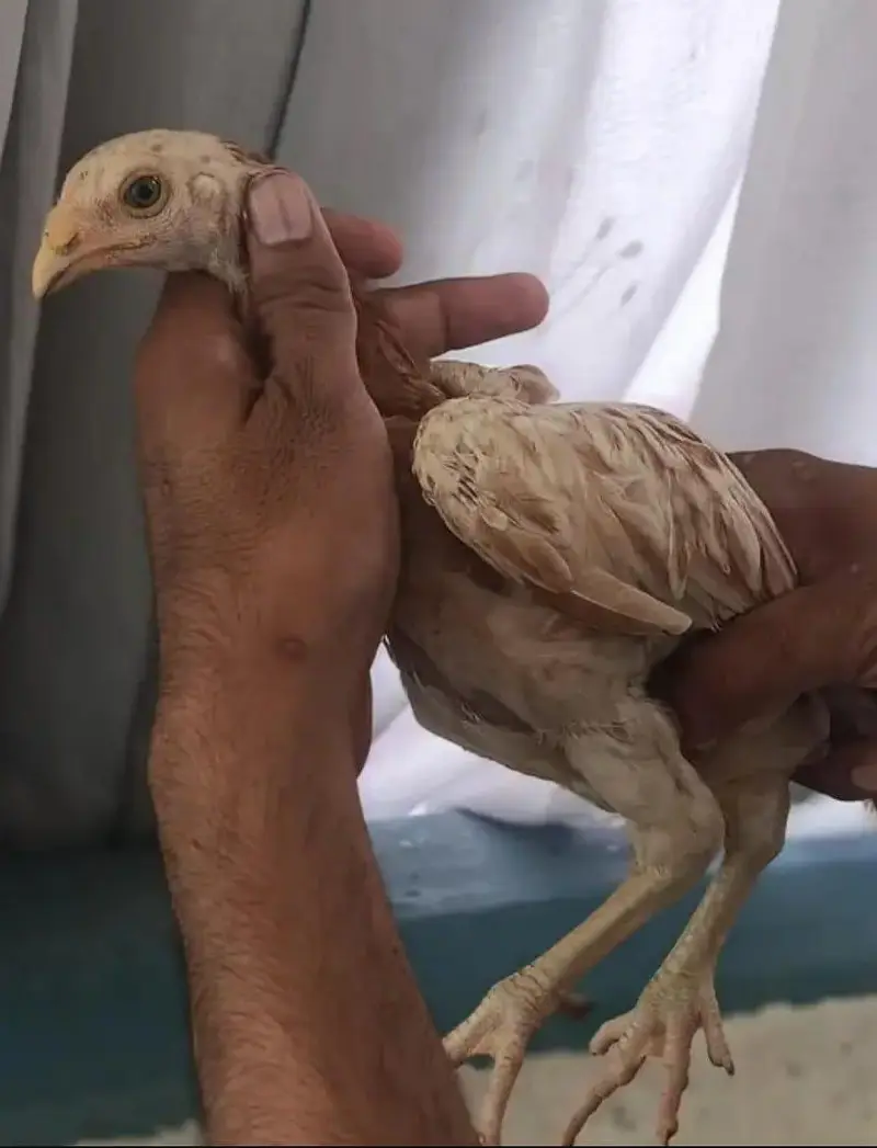 Excellent Quality Aseel chicks — photo 7