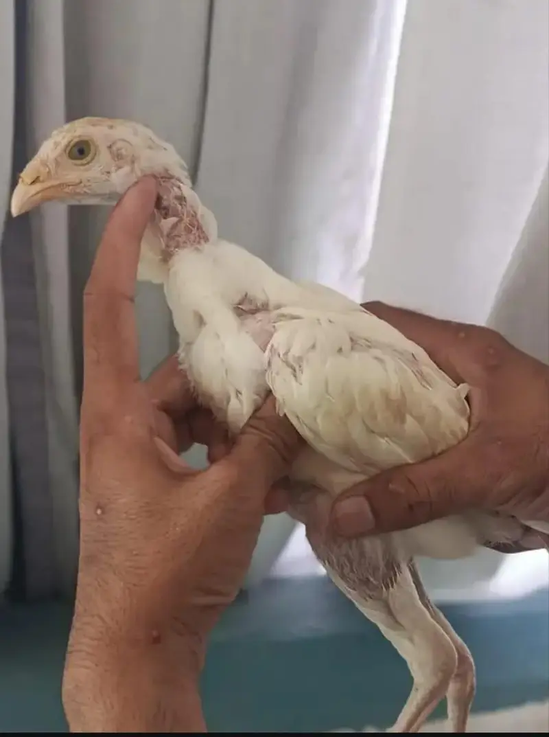 Excellent Quality Aseel chicks — photo 8