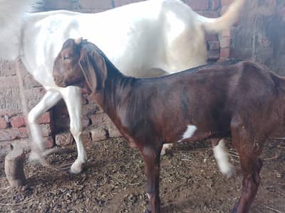 male red colour
