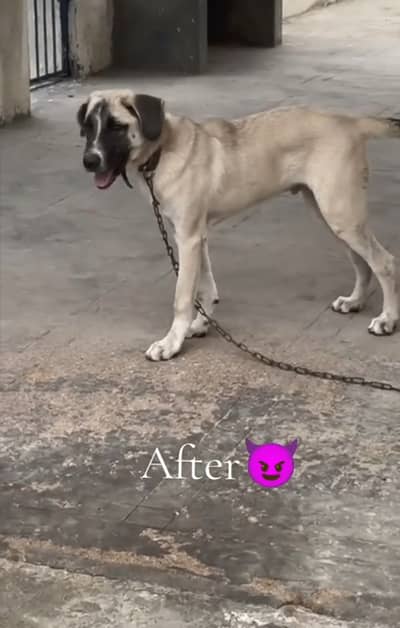 Afghan kochi kangal kross