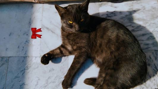 Beautiful Male Black cat for free
