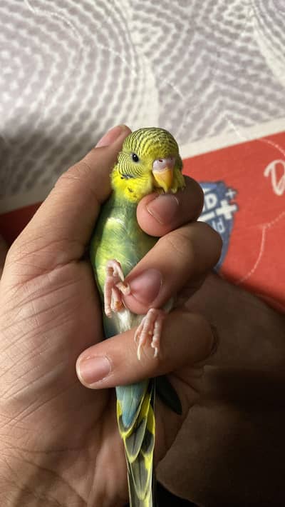Australian Parrots / Budgies for sale