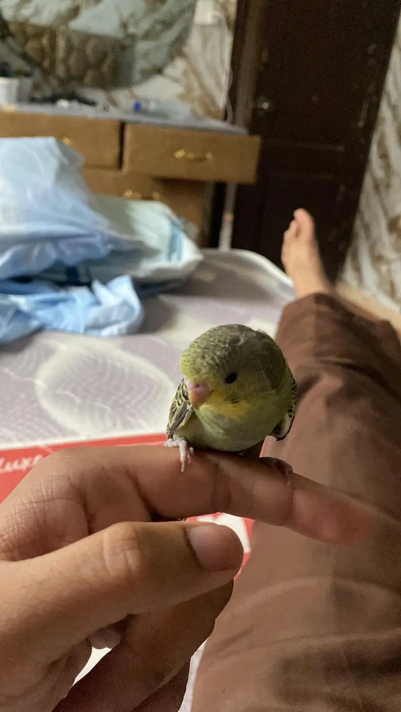 Australian Parrots / Budgies for sale — photo 2