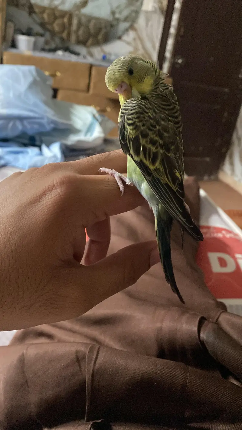 Australian Parrots / Budgies for sale — photo 3