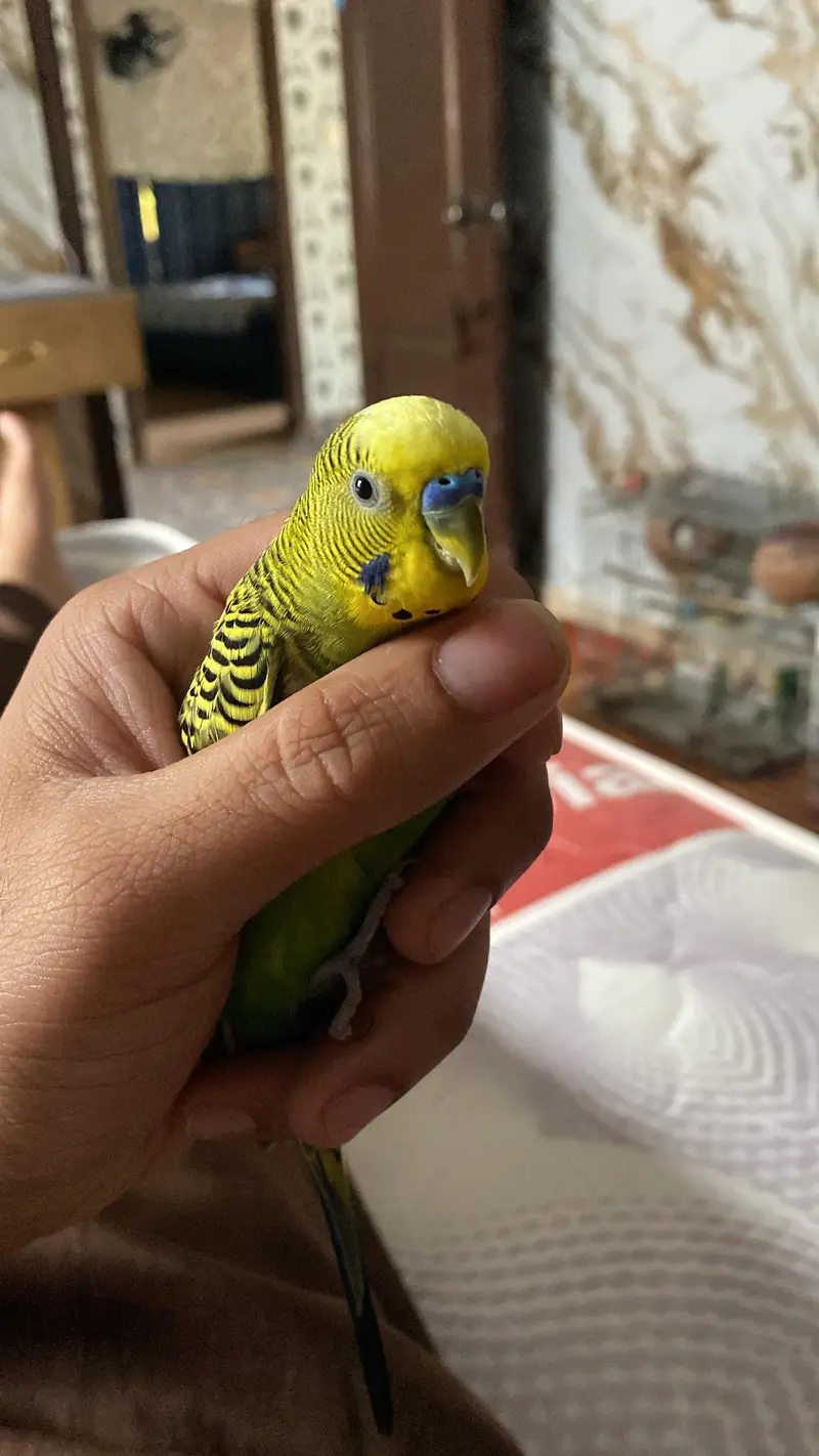 Australian Parrots / Budgies for sale — photo 4