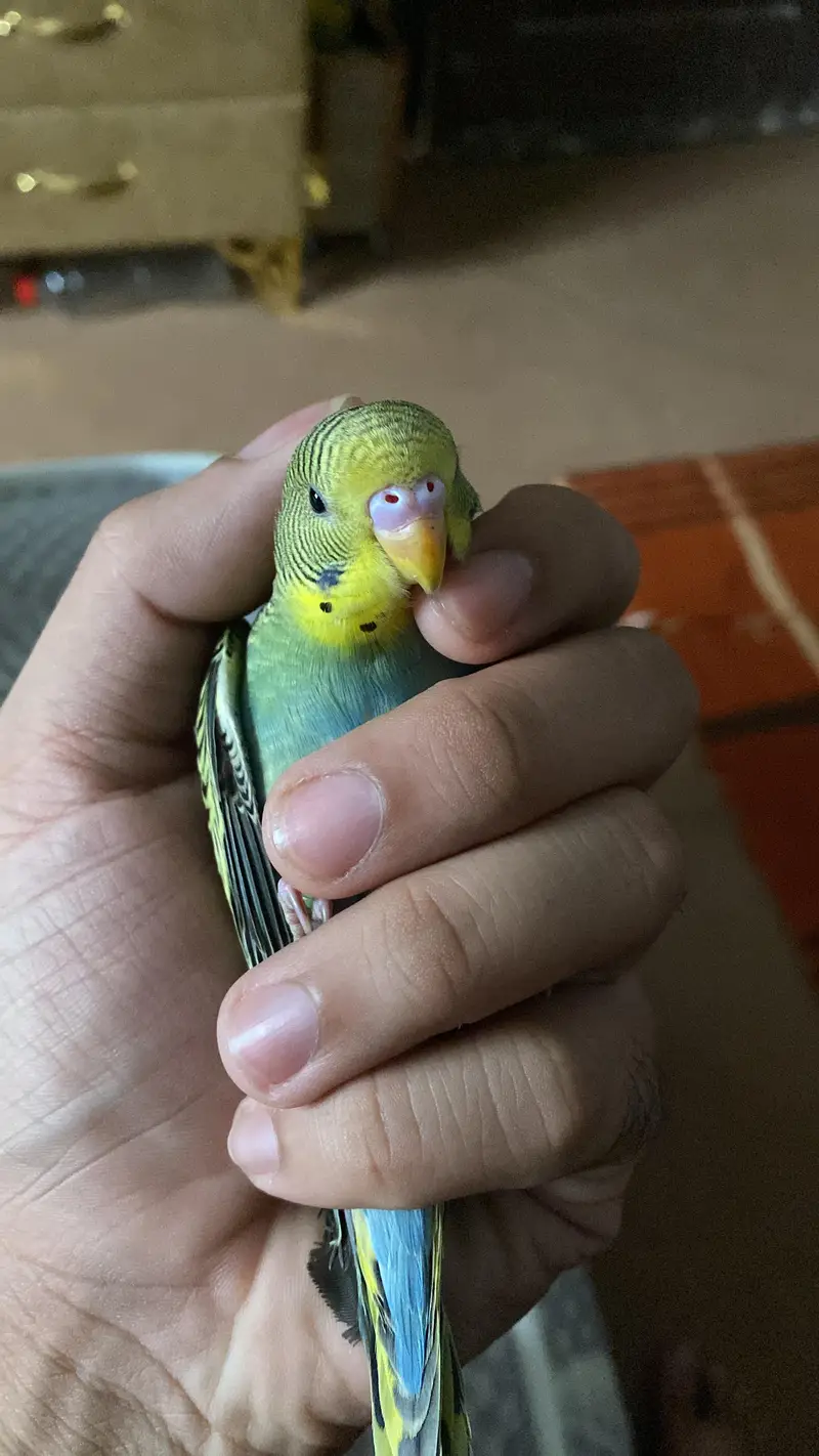 Australian Parrots / Budgies for sale — photo 6