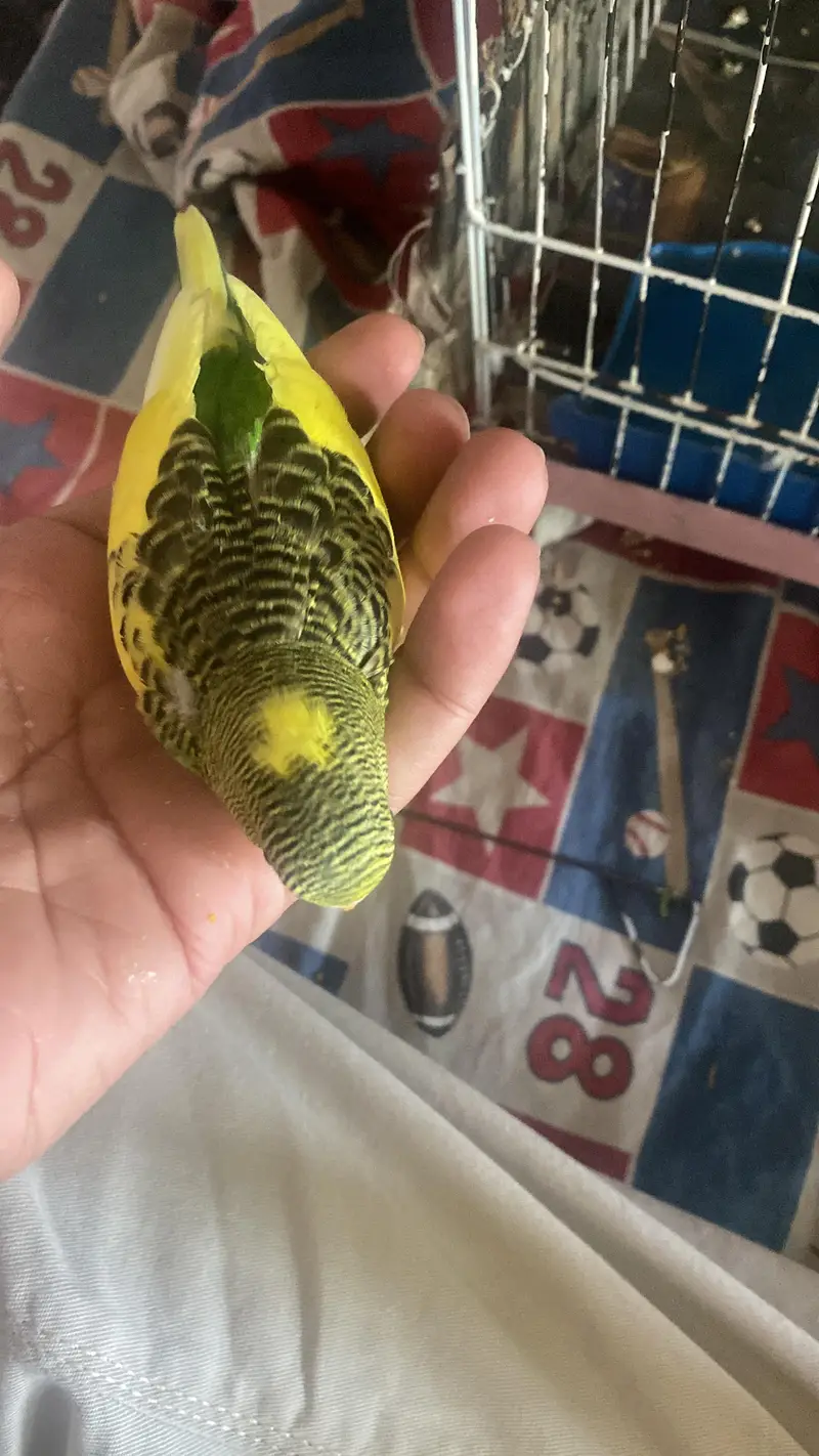 Australian Parrots / Budgies for sale — photo 7