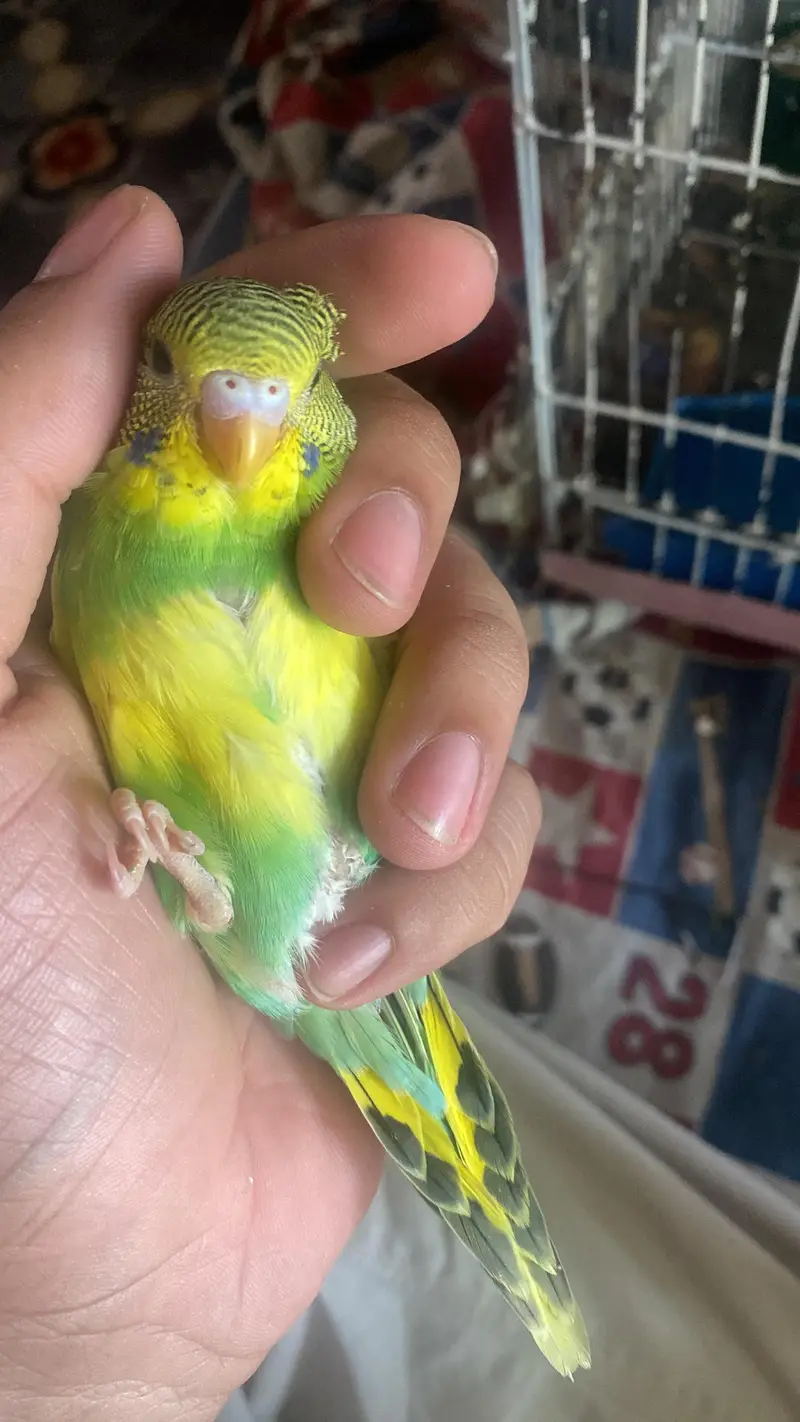 Australian Parrots / Budgies for sale — photo 8