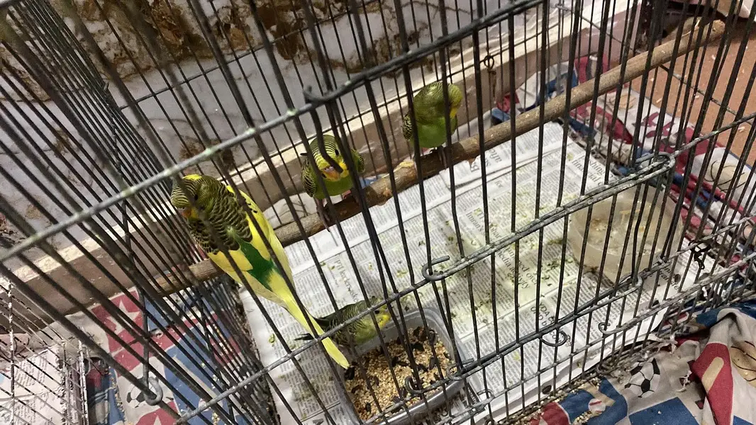Australian Parrots / Budgies for sale — photo 9