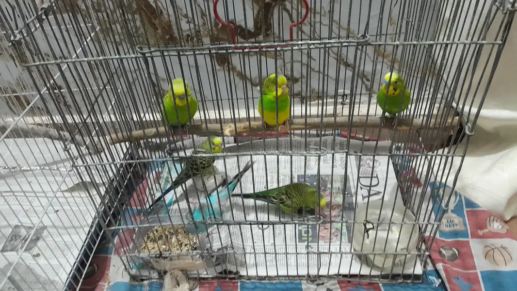 Australian Parrots / Budgies for sale — photo 10