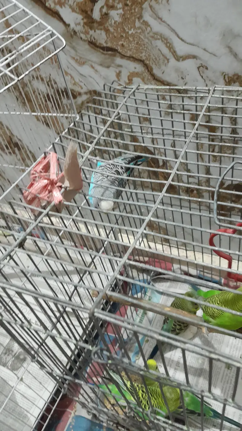 Australian Parrots / Budgies for sale — photo 11