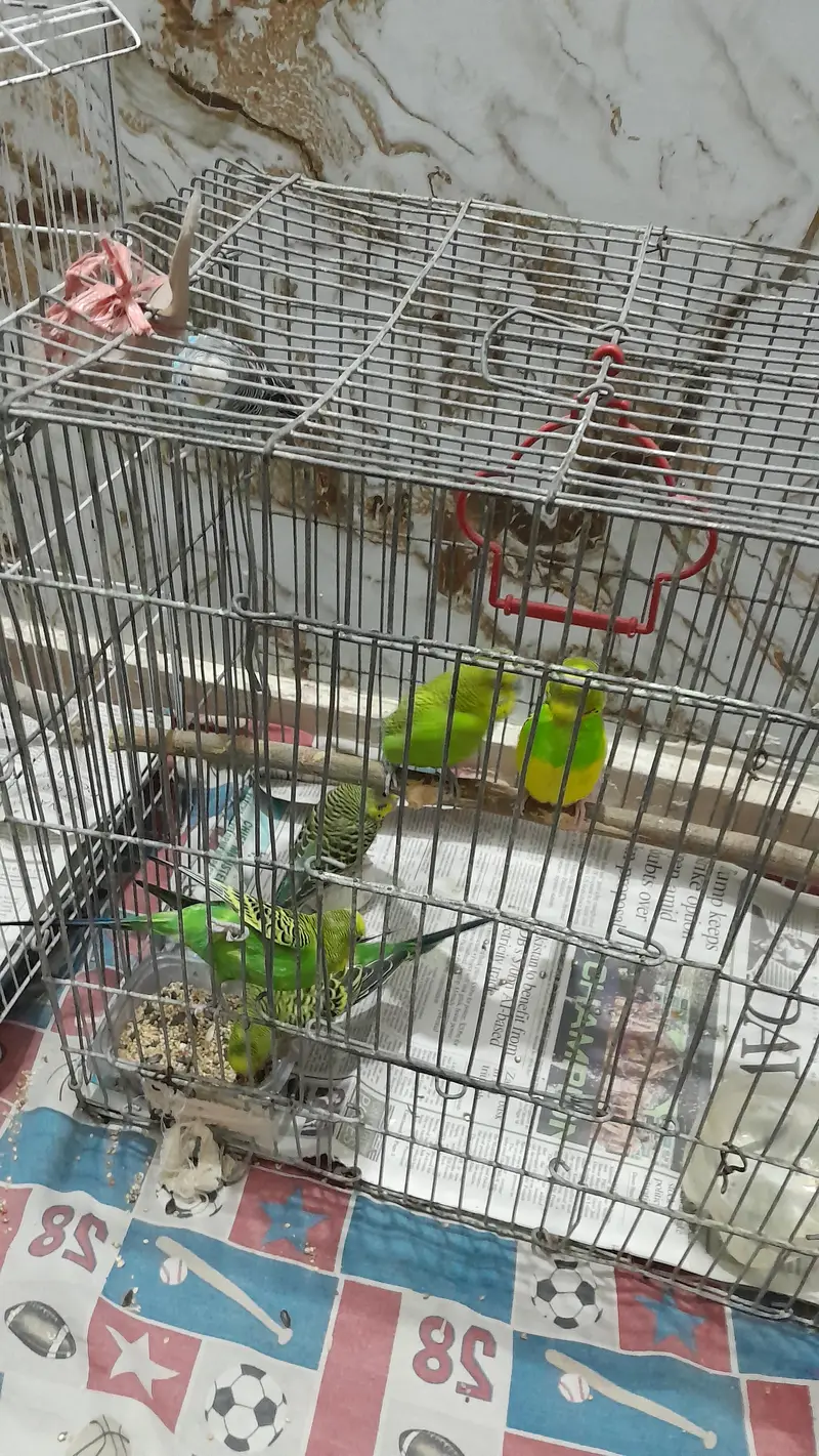 Australian Parrots / Budgies for sale — photo 12