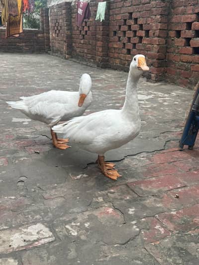Big white duck