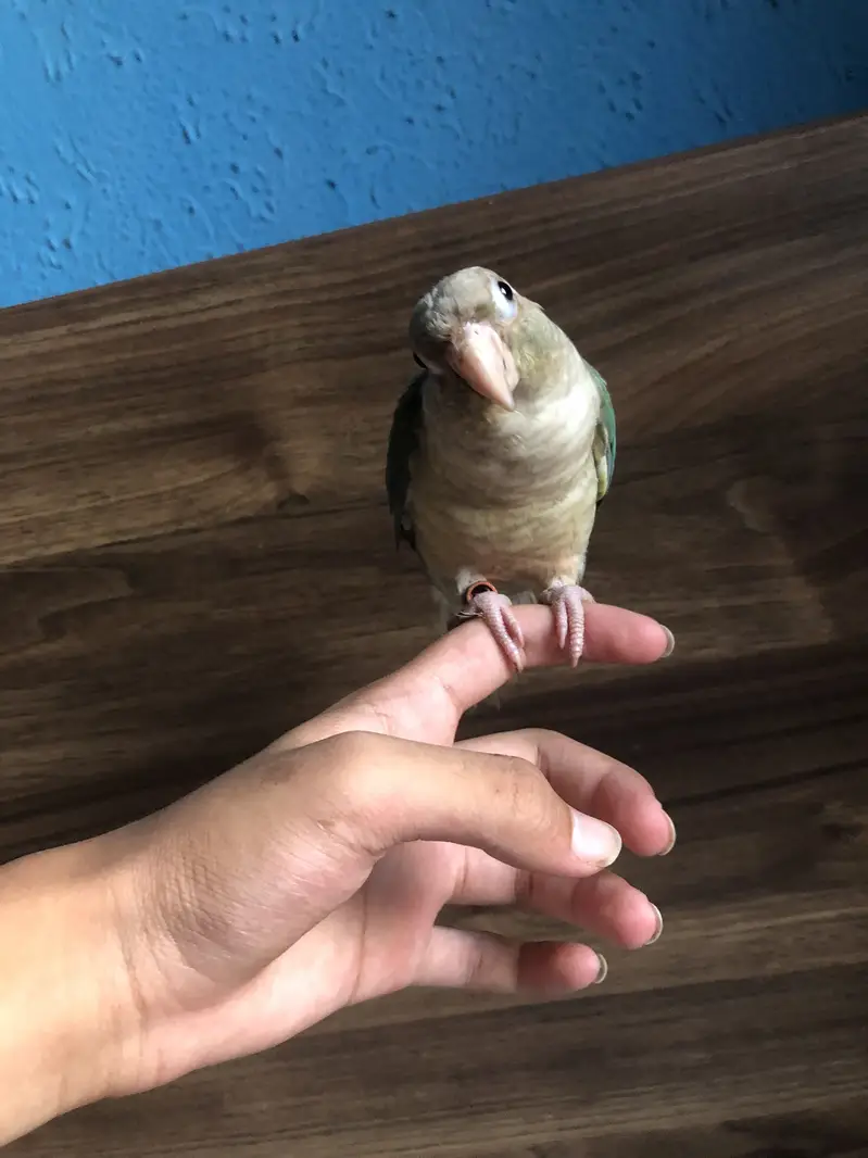 Tame cinnamon conure/ turquoise conure — photo 2