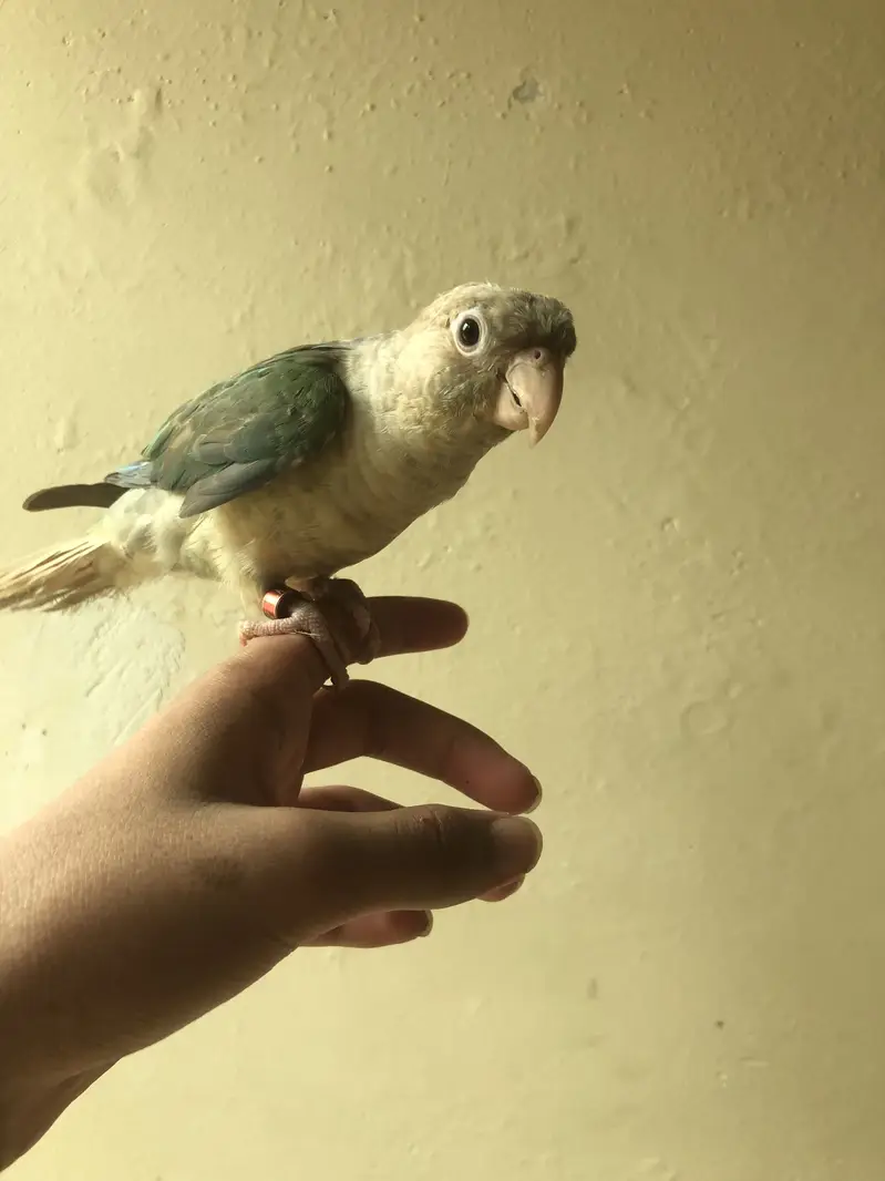 Tame cinnamon conure/ turquoise conure — photo 4