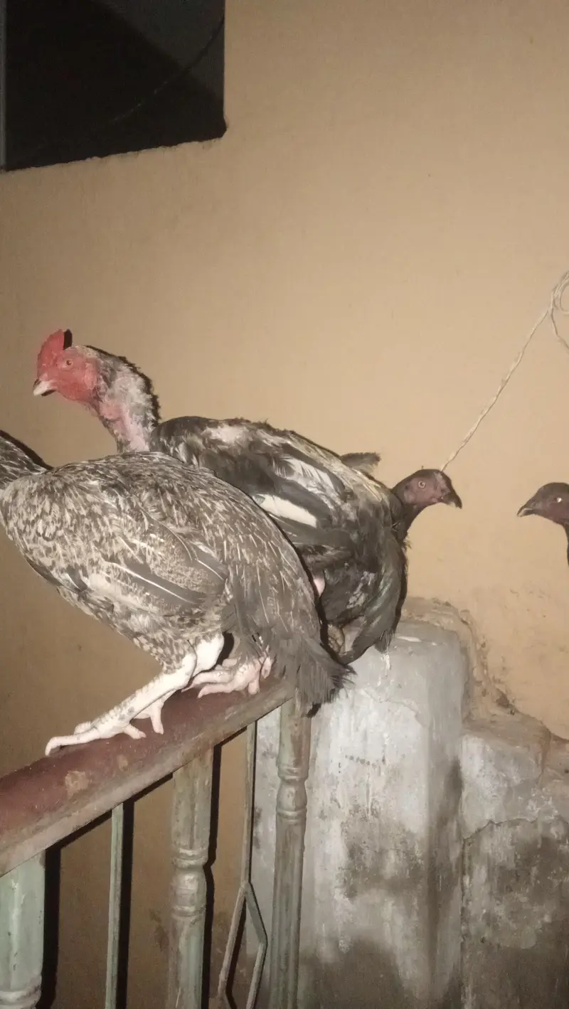 Aseel Mianwali — photo 2
