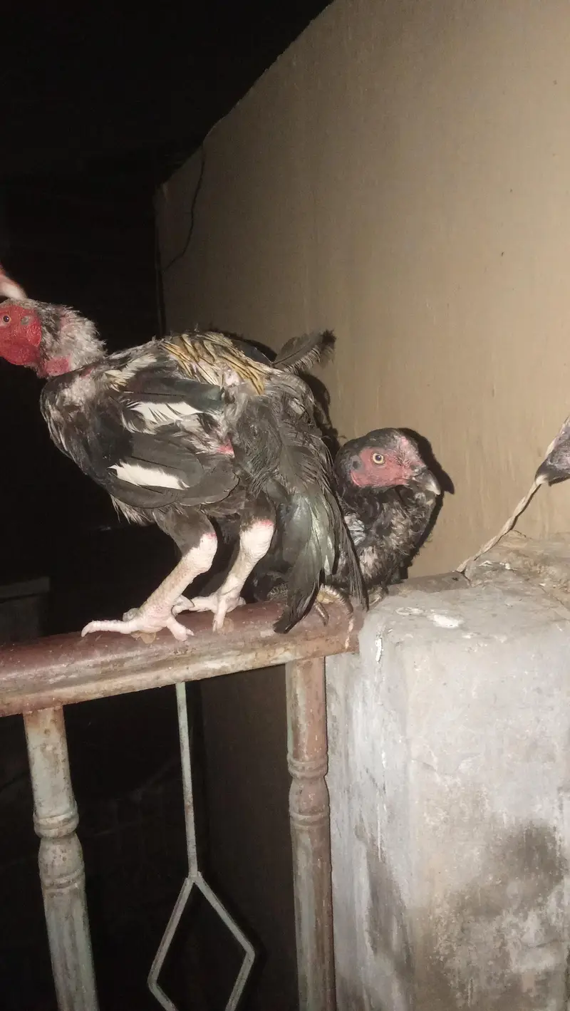 Aseel Mianwali — photo 3