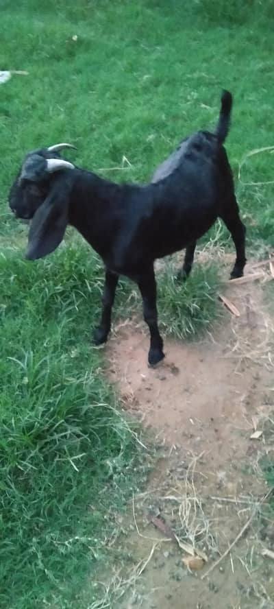 Desi bakra Goat male for sale