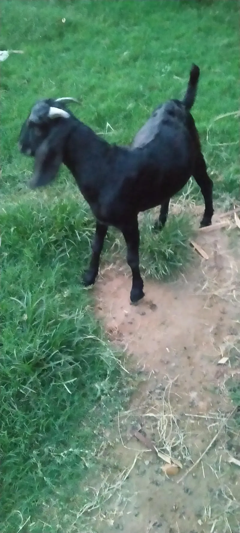 Desi bakra Goat male for sale — photo 2