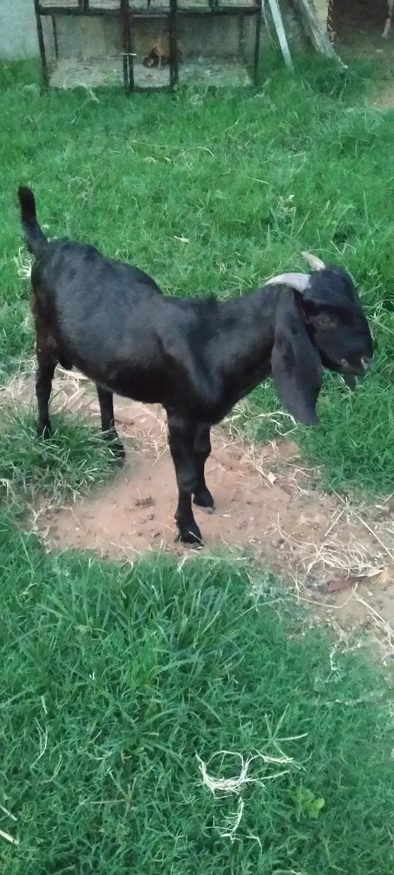 Desi bakra Goat male for sale — photo 3
