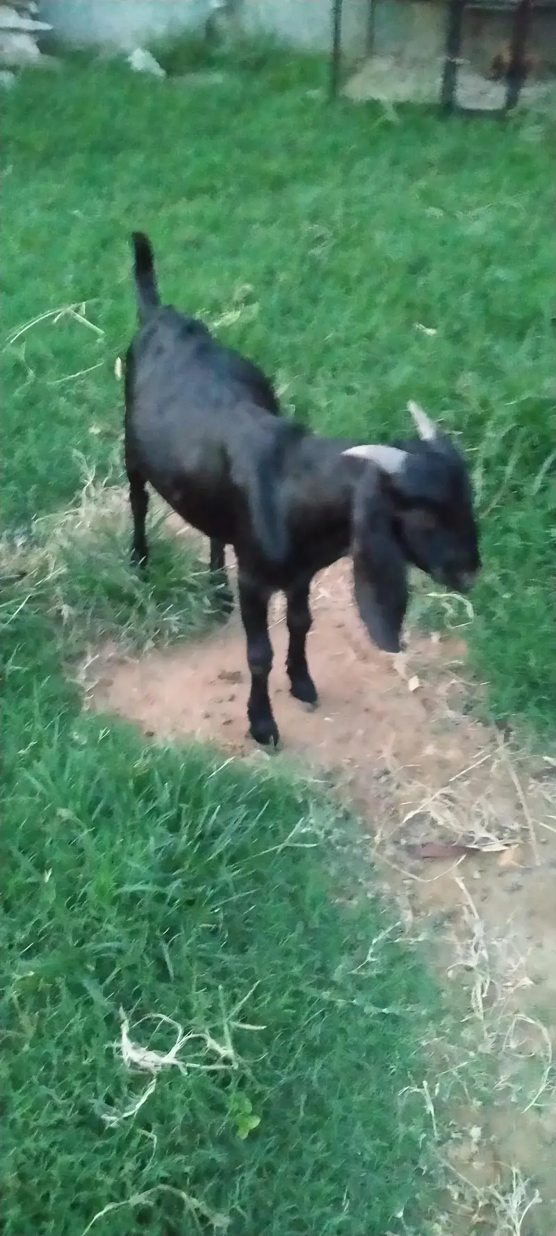 Desi bakra Goat male for sale — photo 4