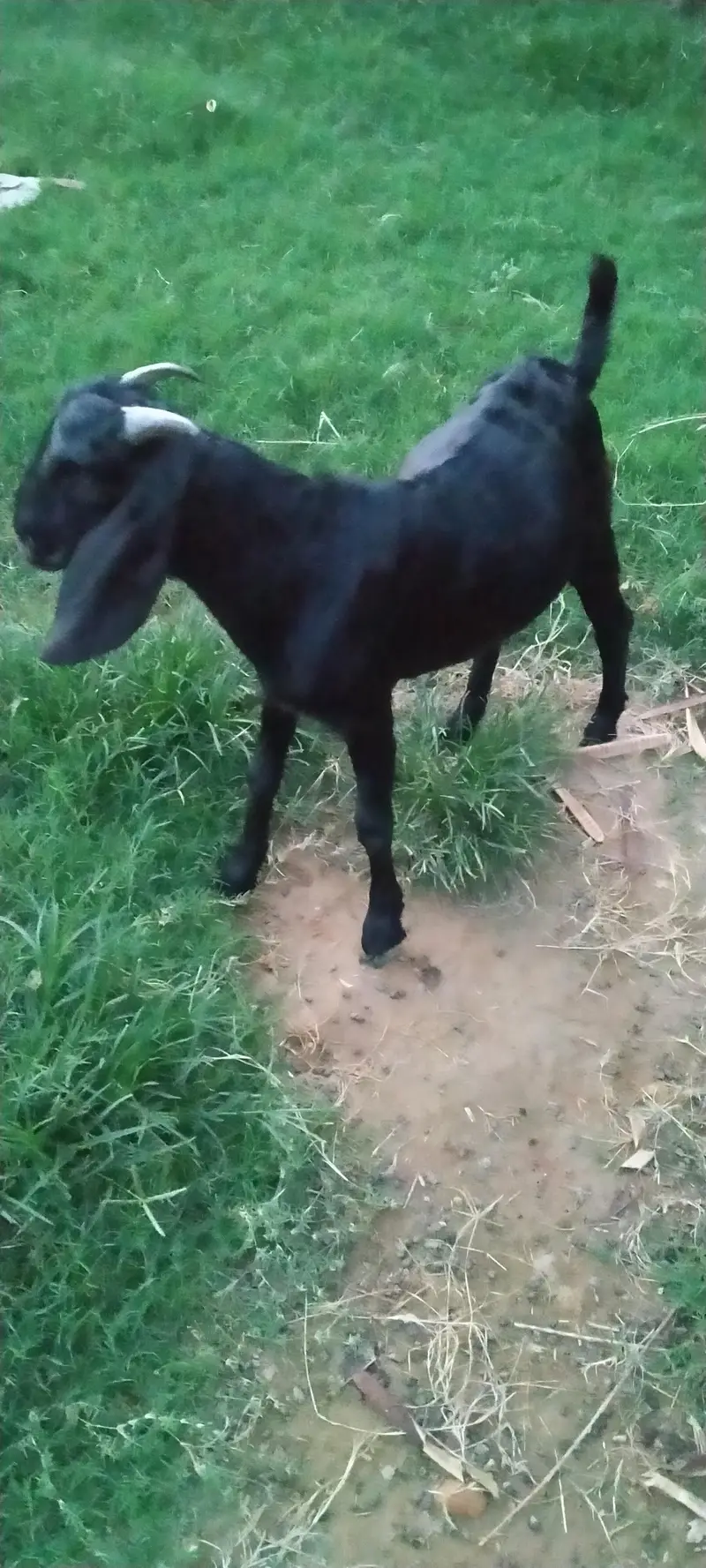 Desi bakra Goat male for sale — photo 5