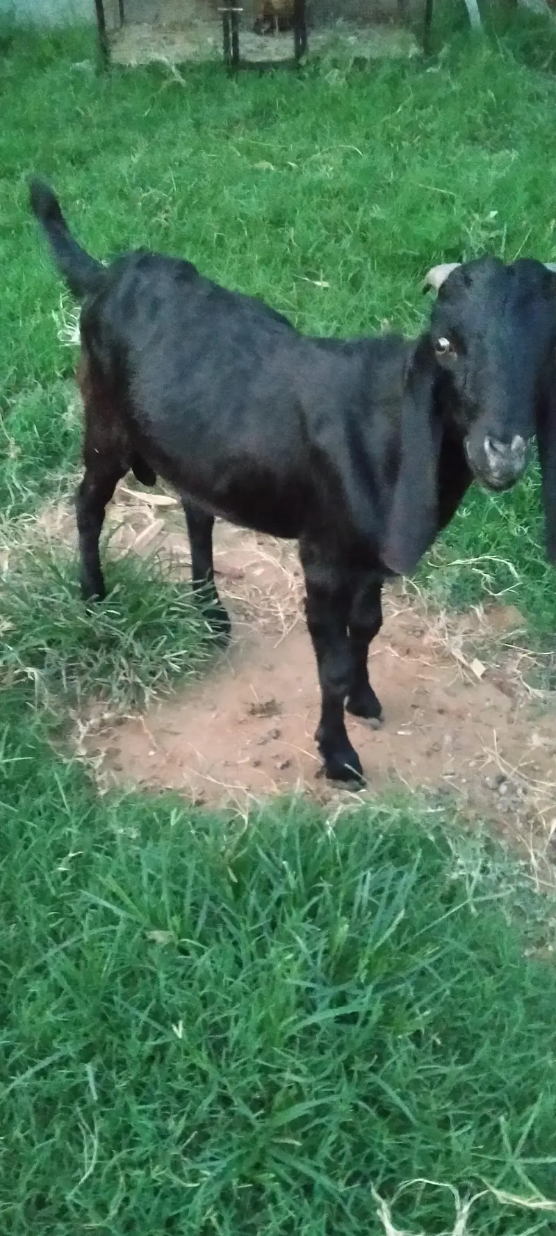 Desi bakra Goat male for sale — photo 6