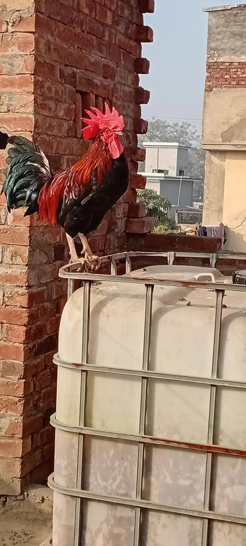desi murga active and Healthy — photo 5