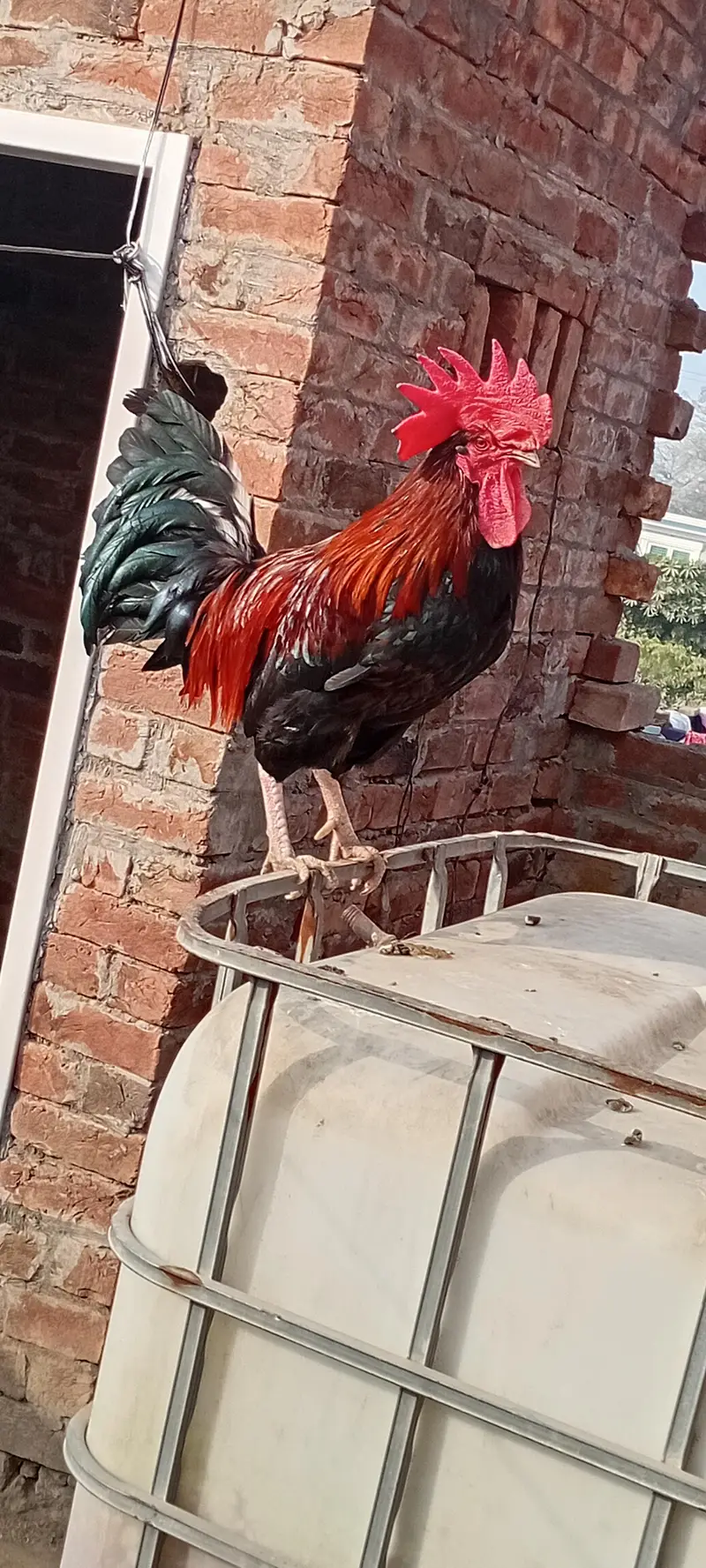 desi murga active and Healthy — photo 6