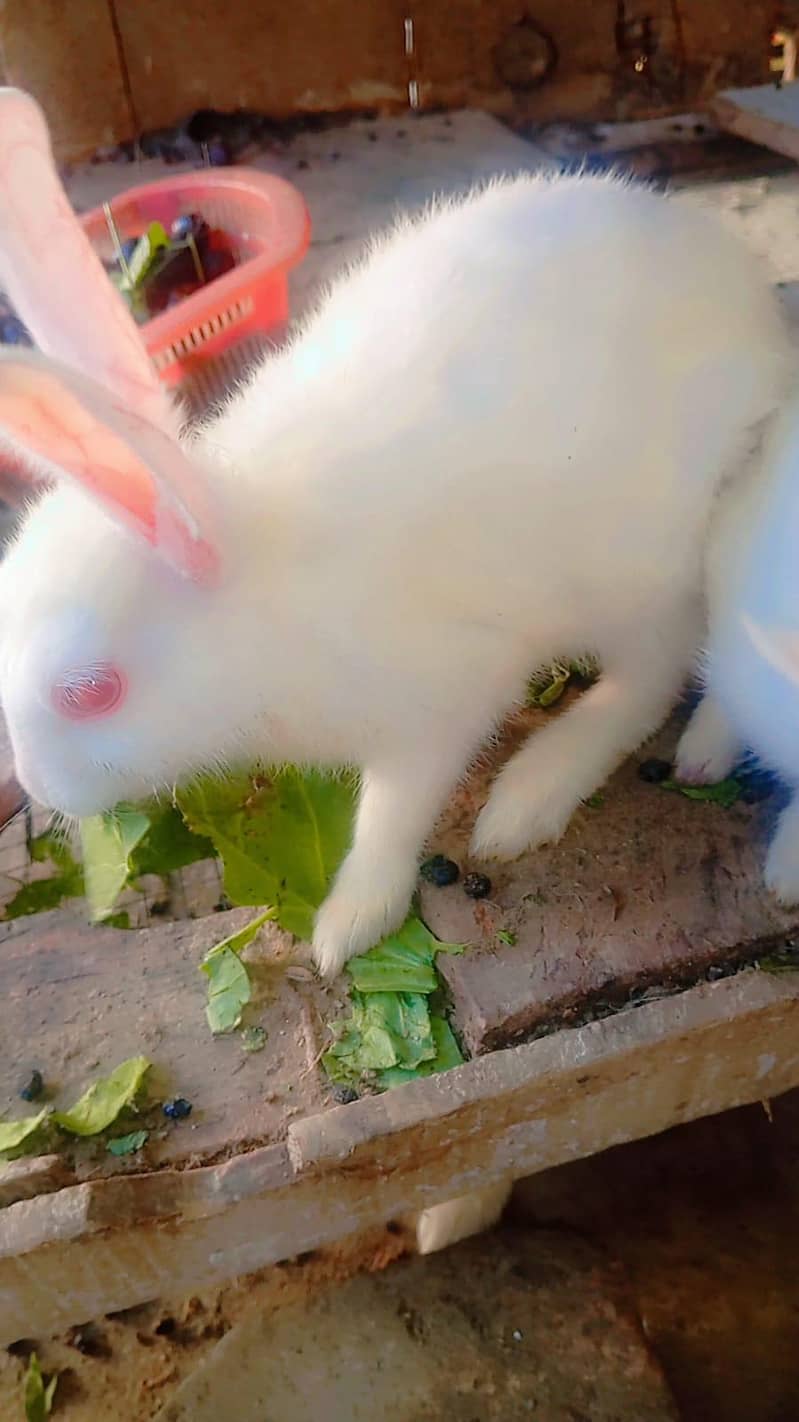 rabbits 1