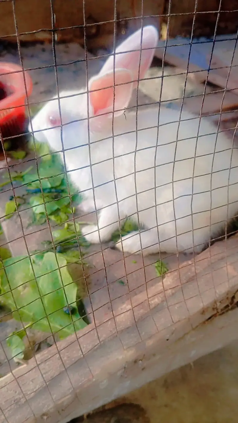 rabbits — photo 3